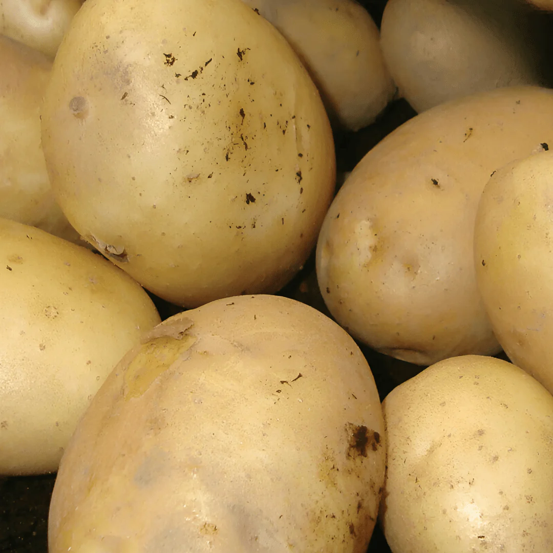 Home Guard First Early Seed Potatoes 2kg
